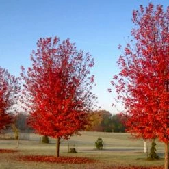Perfect Plants Autumn Blaze Maple Tree All Trees