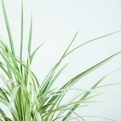 Perfect Plants Aztec Grass Shrub