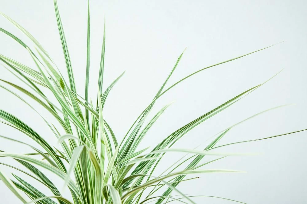 Perfect Plants Aztec Grass Shrub 2 Perfect Plants Aztec Grass Shrub