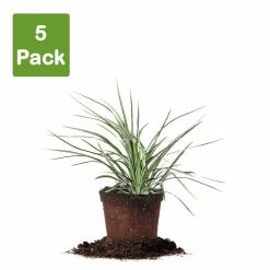 Perfect Plants Aztec Grass Shrub 13 Perfect Plants Aztec Grass Shrub