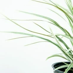 Perfect Plants Aztec Grass Shrub 9 Perfect Plants Aztec Grass Shrub