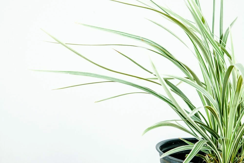 Perfect Plants Aztec Grass Shrub 3 Perfect Plants Aztec Grass Shrub