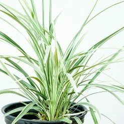 Perfect Plants Aztec Grass Shrub 10 Perfect Plants Aztec Grass Shrub