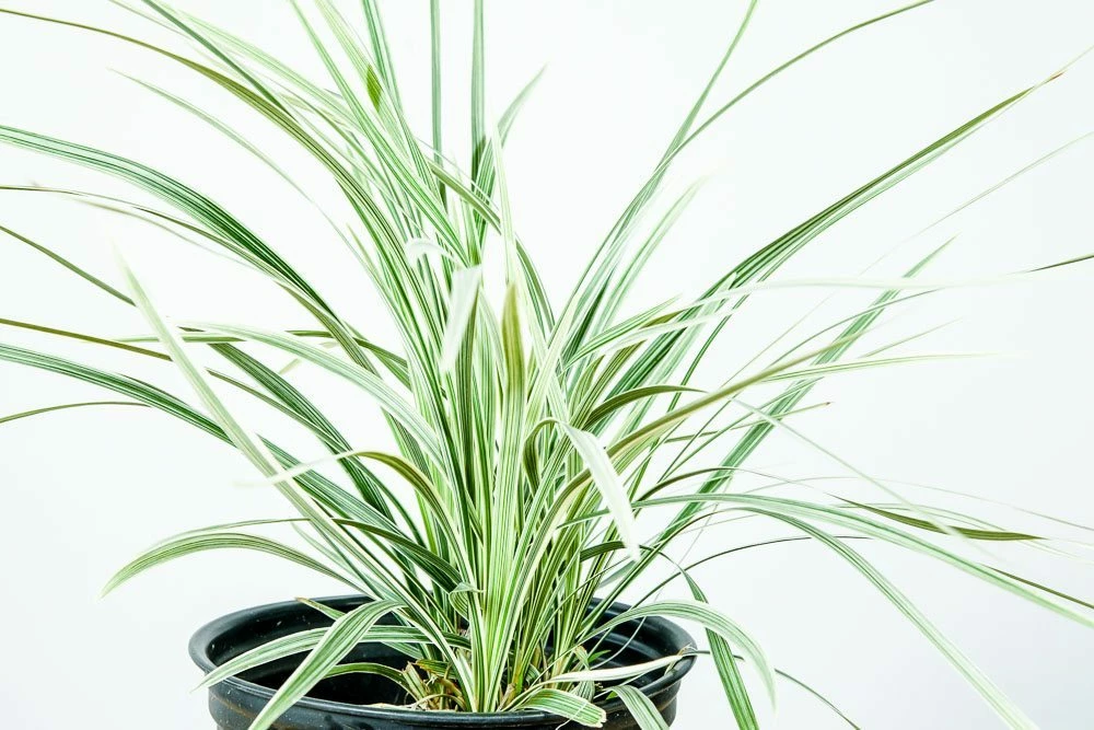 Perfect Plants Aztec Grass Shrub 4 Perfect Plants Aztec Grass Shrub