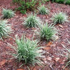 Perfect Plants Aztec Grass Shrub 11 Perfect Plants Aztec Grass Shrub