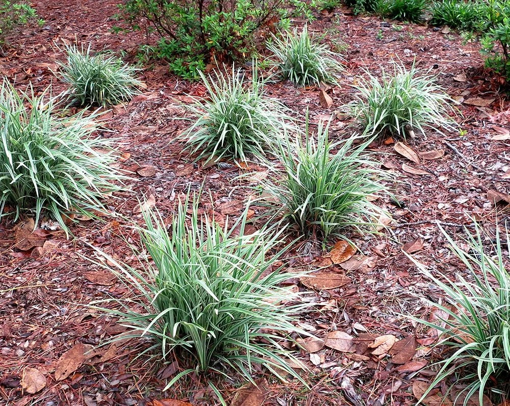 Perfect Plants Aztec Grass Shrub 5 Perfect Plants Aztec Grass Shrub