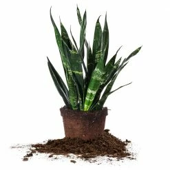 Perfect Plants Sansevieria Black Coral All Houseplants