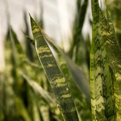 Perfect Plants Sansevieria Black Coral All Houseplants