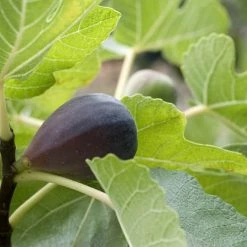 Perfect Plants Black Mission Fig Tree All Fruit & Nut Trees