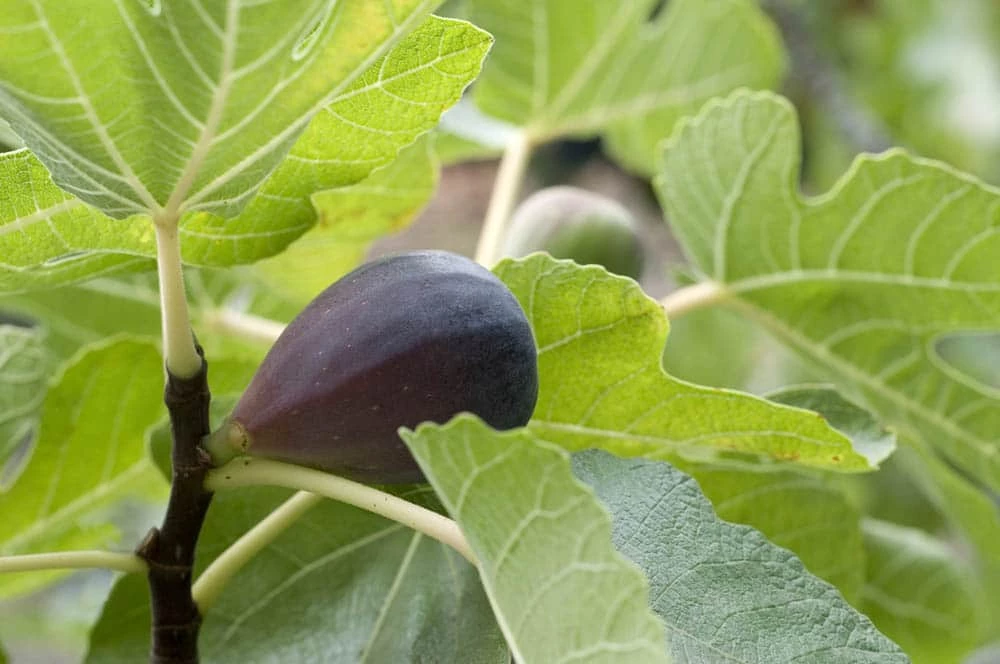 Perfect Plants Black Mission Fig Tree All Fruit & Nut Trees 2 Perfect Plants Black Mission Fig Tree All Fruit & Nut Trees