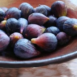 Perfect Plants Black Mission Fig Tree All Fruit & Nut Trees 8 Perfect Plants Black Mission Fig Tree All Fruit & Nut Trees