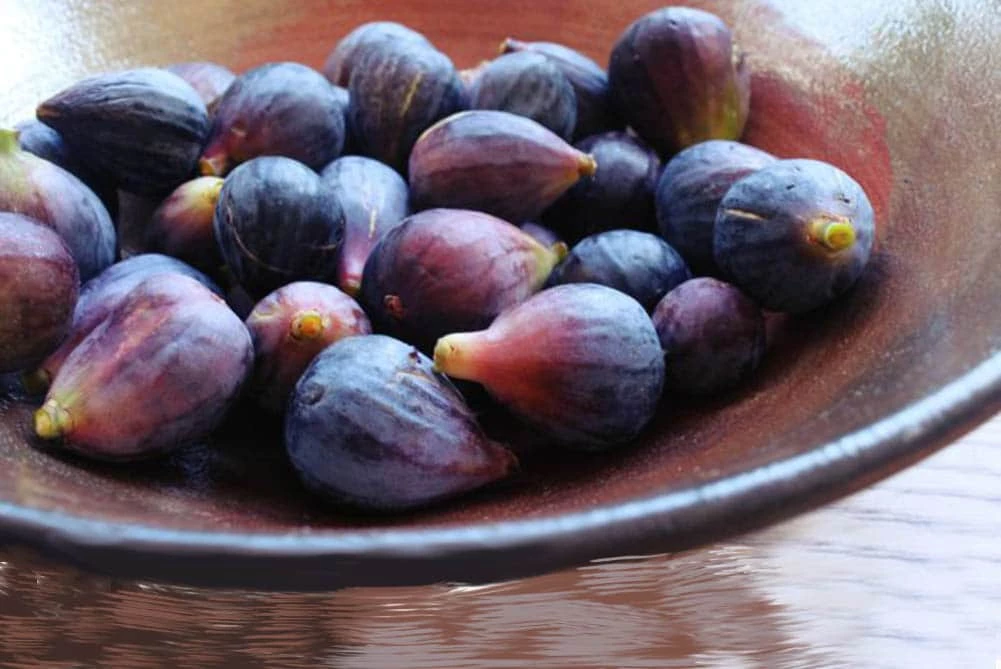 Perfect Plants Black Mission Fig Tree All Fruit & Nut Trees 3 Perfect Plants Black Mission Fig Tree All Fruit & Nut Trees