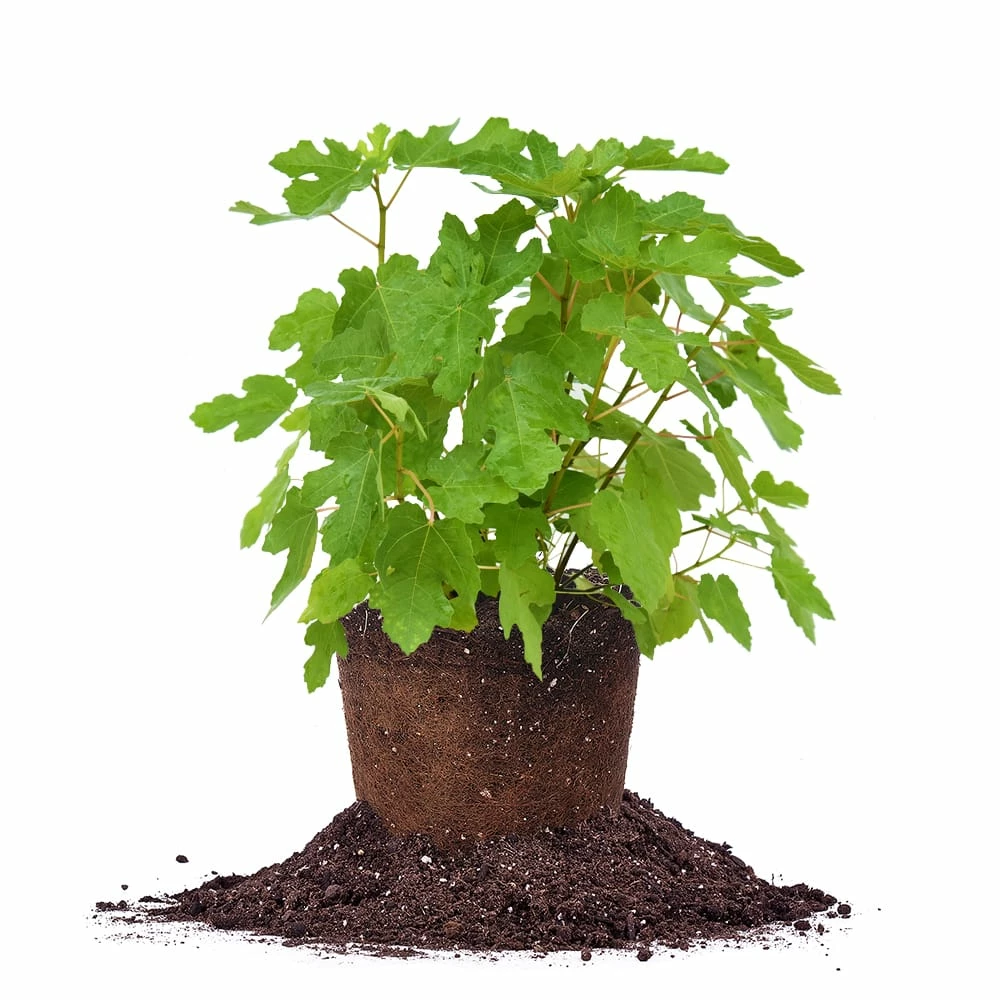 Perfect Plants Black Mission Fig Tree All Fruit & Nut Trees 1 Perfect Plants Black Mission Fig Tree All Fruit & Nut Trees