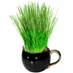 Perfect Plants Organic Cat Grass Kit |View All 12 Perfect Plants Organic Cat Grass Kit |View All