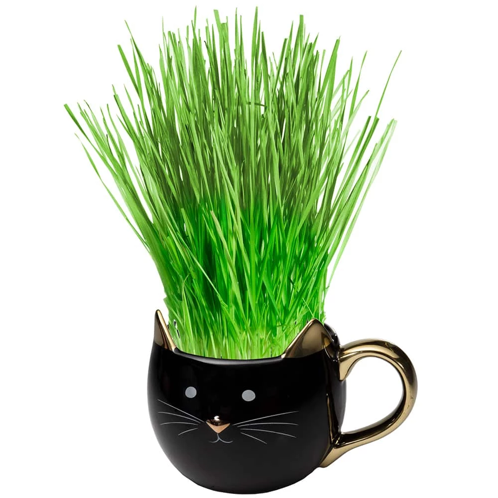 Perfect Plants Organic Cat Grass Kit |View All 6 Perfect Plants Organic Cat Grass Kit |View All