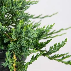 Perfect Plants Deer Resistant Shrubs Blue Rug Juniper Shrub