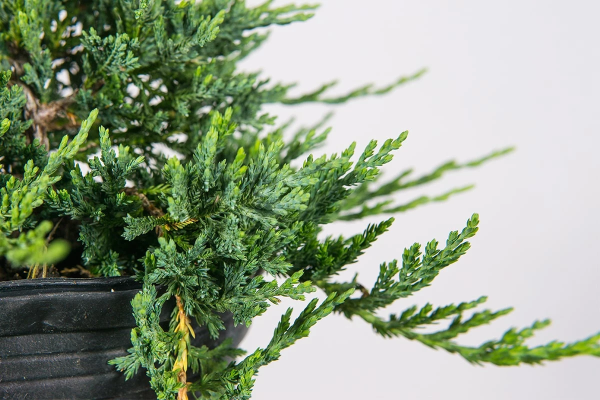 Perfect Plants Deer Resistant Shrubs Blue Rug Juniper Shrub 3 Perfect Plants Deer Resistant Shrubs Blue Rug Juniper Shrub