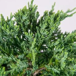 Perfect Plants Deer Resistant Shrubs Blue Rug Juniper Shrub