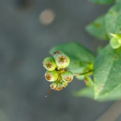 Perfect Plants Climax Blueberry Bush 10 Perfect Plants Climax Blueberry Bush