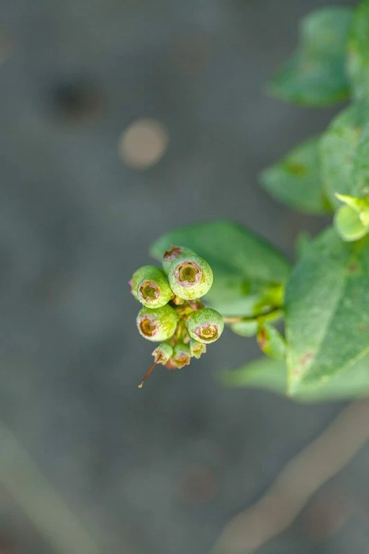 Perfect Plants Climax Blueberry Bush 3 Perfect Plants Climax Blueberry Bush