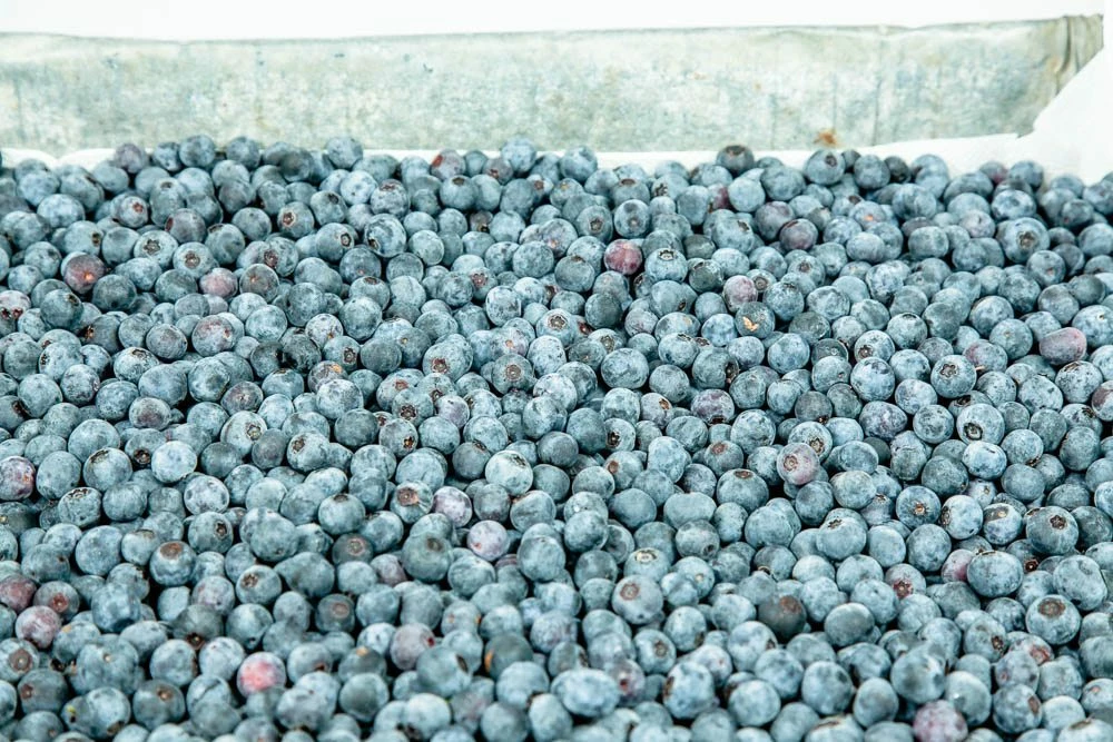 Perfect Plants Climax Blueberry Bush 4 Perfect Plants Climax Blueberry Bush