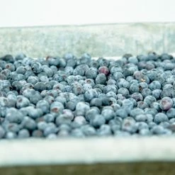 Perfect Plants All Fruit & Nut Trees Premier Blueberry Bush