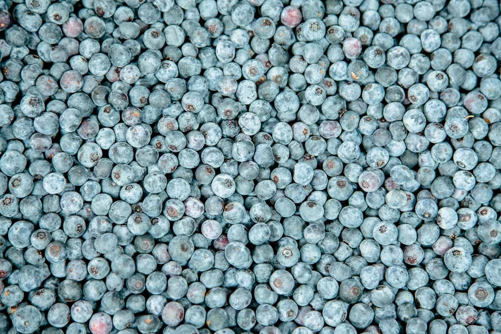 Perfect Plants Powder Blue Blueberry Bush All Fruit & Nut Trees 3 Perfect Plants Powder Blue Blueberry Bush All Fruit & Nut Trees