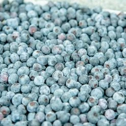 Perfect Plants Beckyblue Rabbiteye Blueberry Bush All Fruit & Nut Trees