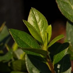 Perfect Plants All Shrubs & Hedges Autumn Bonfire™ Encore® Azalea Shrub