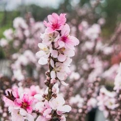 Perfect Plants Bonfire Patio Peach Tree 9 Perfect Plants Bonfire Patio Peach Tree