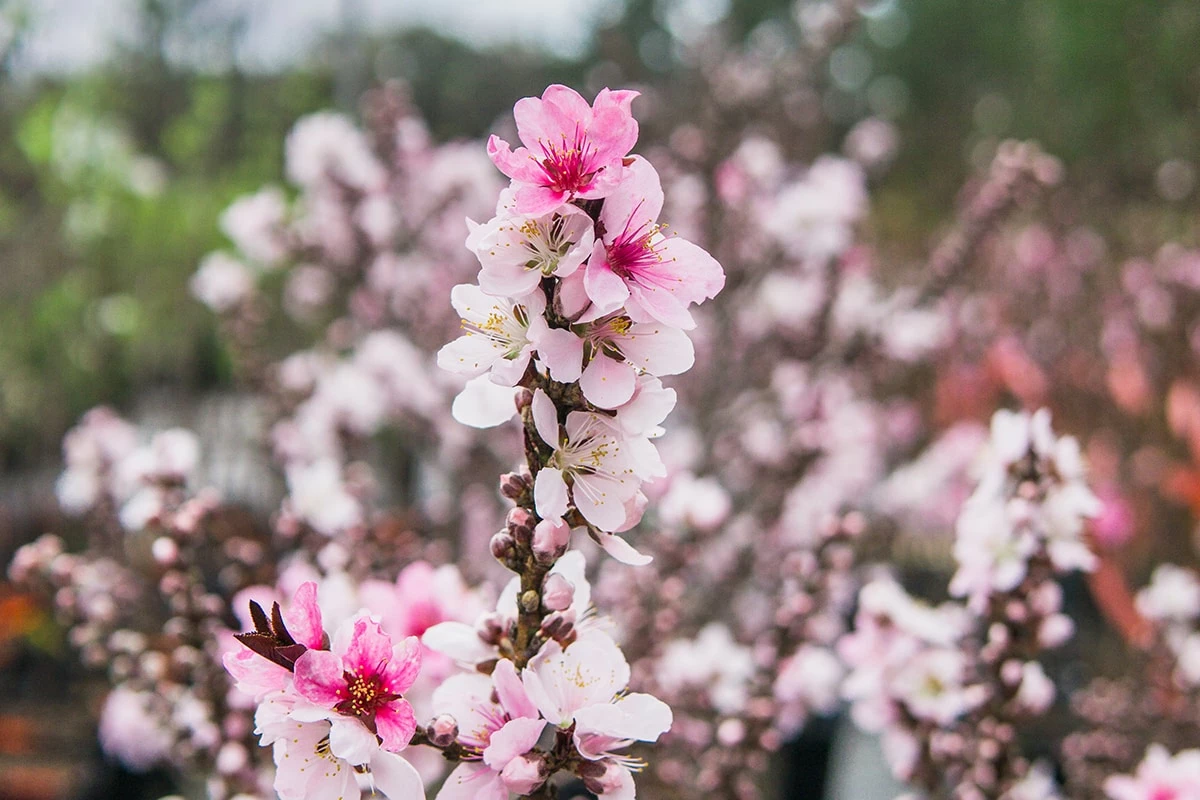 Perfect Plants Bonfire Patio Peach Tree 4 Perfect Plants Bonfire Patio Peach Tree
