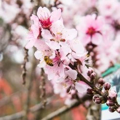 Perfect Plants Bonfire Patio Peach Tree 10 Perfect Plants Bonfire Patio Peach Tree