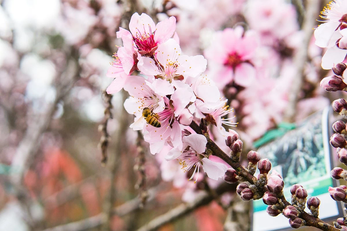 Perfect Plants Bonfire Patio Peach Tree 5 Perfect Plants Bonfire Patio Peach Tree