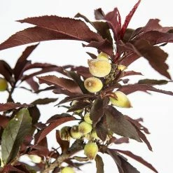 Perfect Plants Bonfire Patio Peach Tree 11 Perfect Plants Bonfire Patio Peach Tree