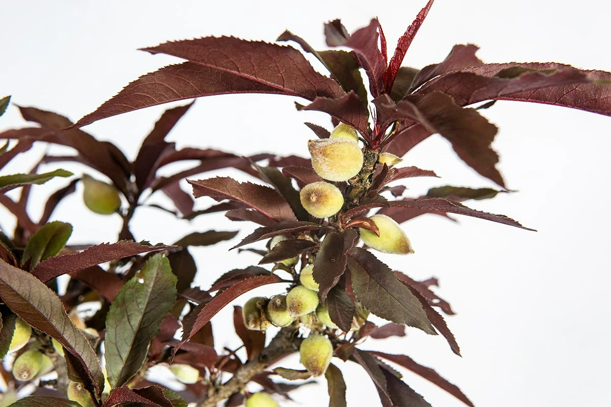 Perfect Plants Bonfire Patio Peach Tree 6 Perfect Plants Bonfire Patio Peach Tree