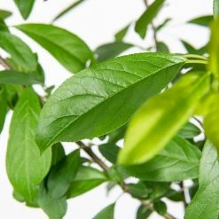 Perfect Plants Bruce Plum Tree Plum Trees