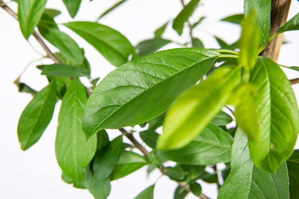 Perfect Plants Bruce Plum Tree Plum Trees 2 Perfect Plants Bruce Plum Tree Plum Trees