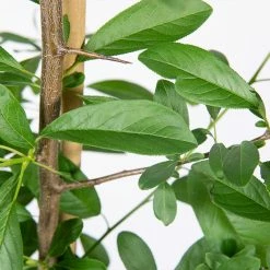 Perfect Plants Bruce Plum Tree Plum Trees 7 Perfect Plants Bruce Plum Tree Plum Trees