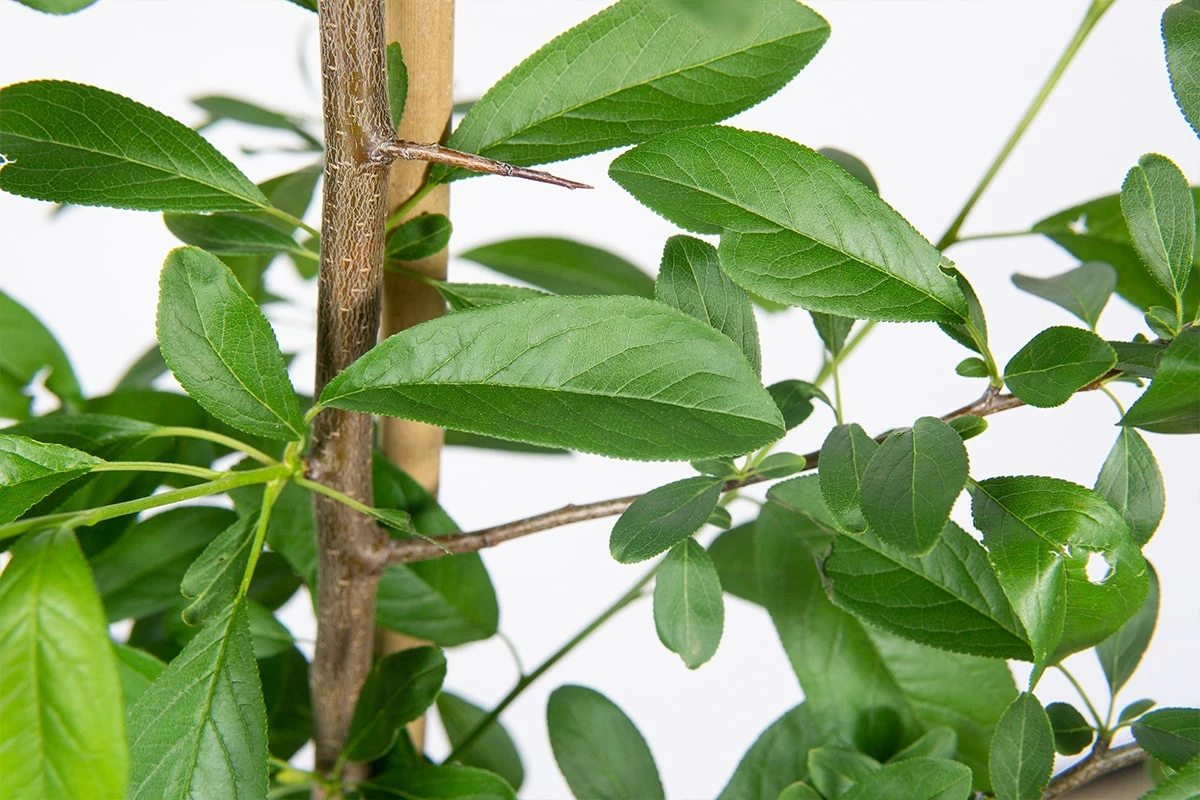 Perfect Plants Bruce Plum Tree Plum Trees 3 Perfect Plants Bruce Plum Tree Plum Trees