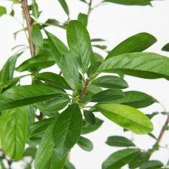 Perfect Plants Bruce Plum Tree Plum Trees 8 Perfect Plants Bruce Plum Tree Plum Trees