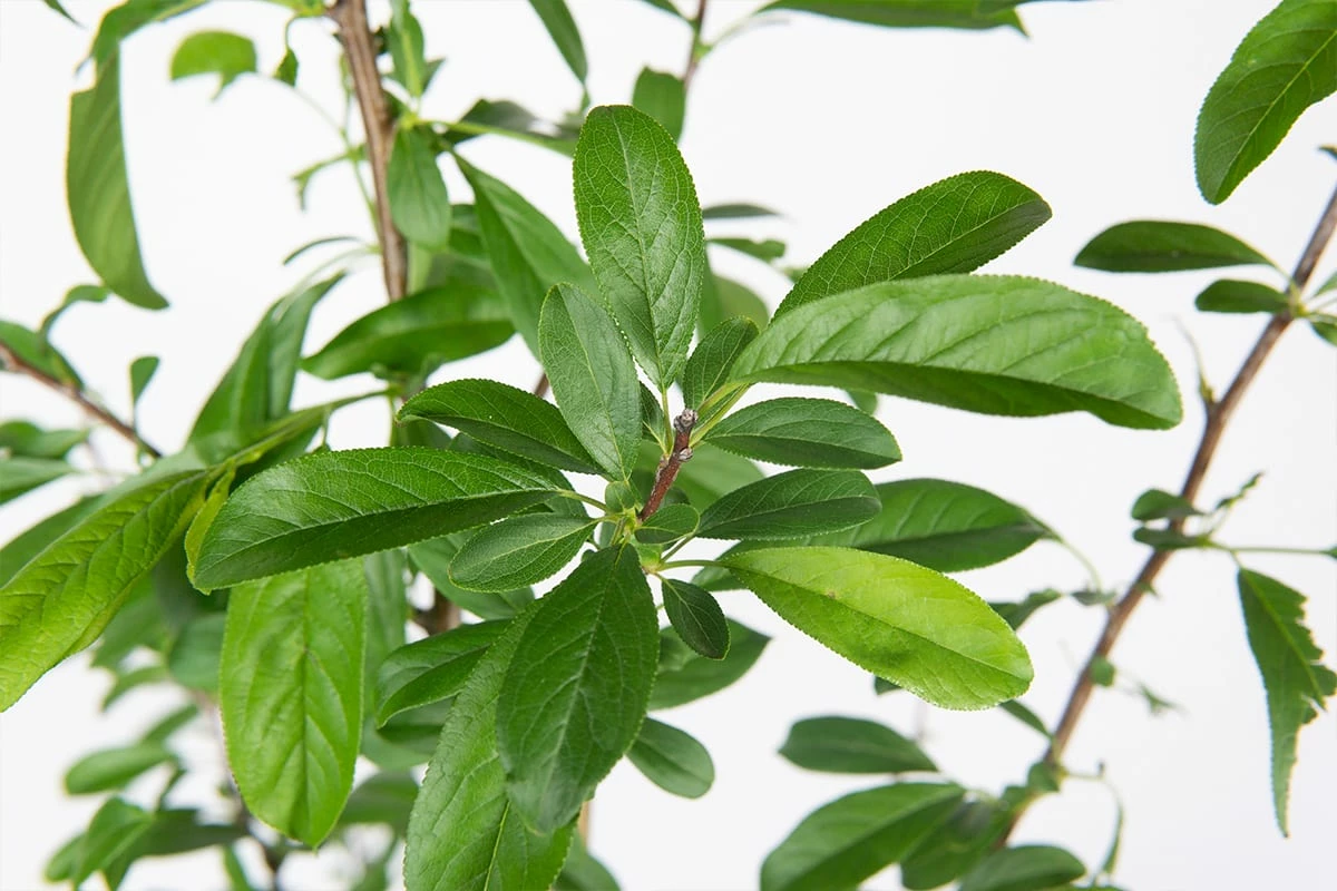 Perfect Plants Bruce Plum Tree Plum Trees 4 Perfect Plants Bruce Plum Tree Plum Trees