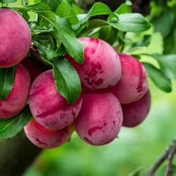 Perfect Plants Bruce Plum Tree Plum Trees 9 Perfect Plants Bruce Plum Tree Plum Trees