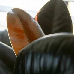 Perfect Plants Ficus Burgundy Rubber Plant