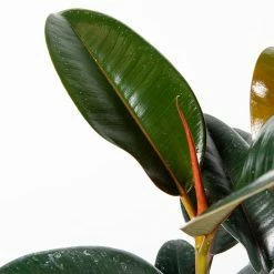 Perfect Plants Ficus Burgundy Rubber Plant