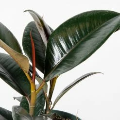 Perfect Plants Ficus Burgundy Rubber Plant