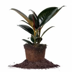 Perfect Plants Ficus Burgundy Rubber Plant