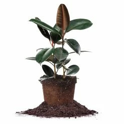 Perfect Plants Ficus Burgundy Rubber Plant