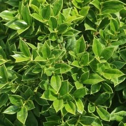 Perfect Plants Carissa Holly