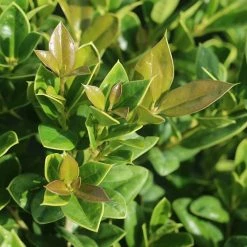 Perfect Plants Carissa Holly