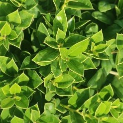 Perfect Plants Carissa Holly